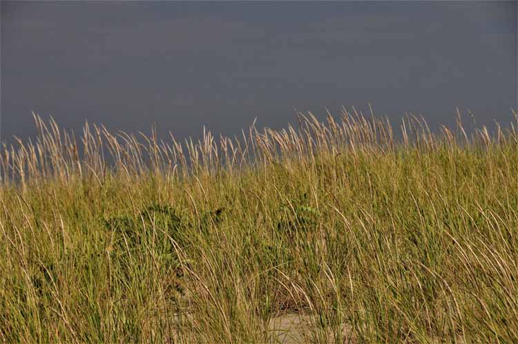dunes